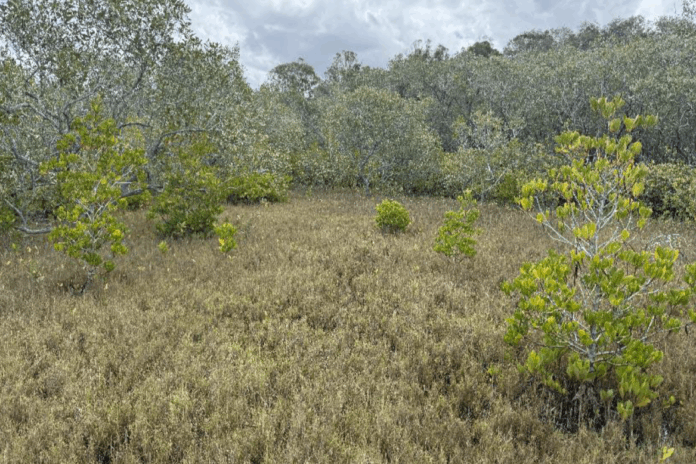 Salt couch surrounded by mangroves in one of five approved donor areas.