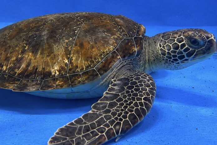Digger the turtle.