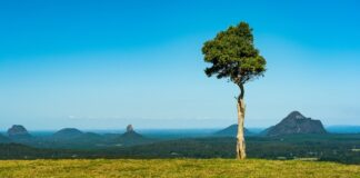 One Tree Hill Maleny