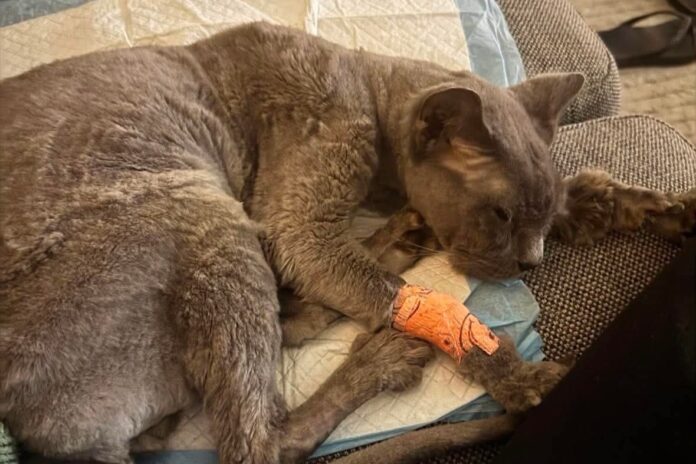 Pumpkin at home after being in an animal hospital.