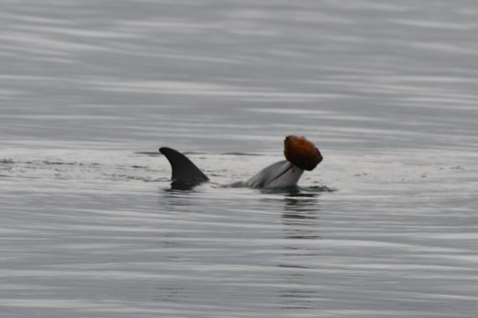 A dolphin with a shell.