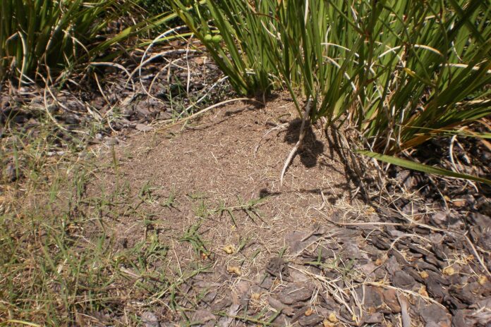 A fire ant next.