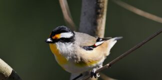 Dick Midgley Striated Pardalote at Birtinya