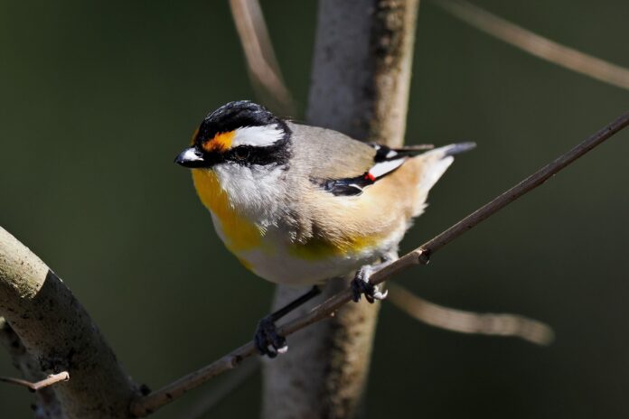 Dick Midgley Striated Pardalote at Birtinya