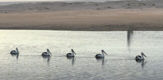 Photographer Lesley Evans pelicans at Happy Valley