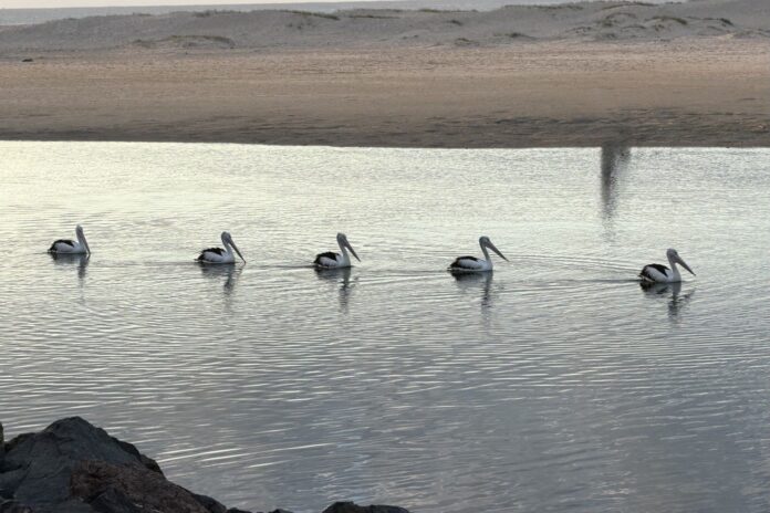 Photographer Lesley Evans pelicans at Happy Valley