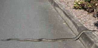 Photographer Timothy Bell carpet python on road at Bli Bli