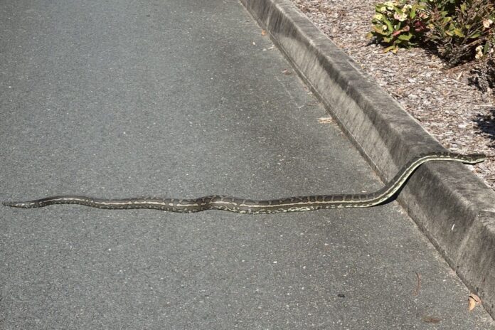 Photographer Timothy Bell carpet python on road at Bli Bli