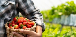 An arm and basket of strawberries.