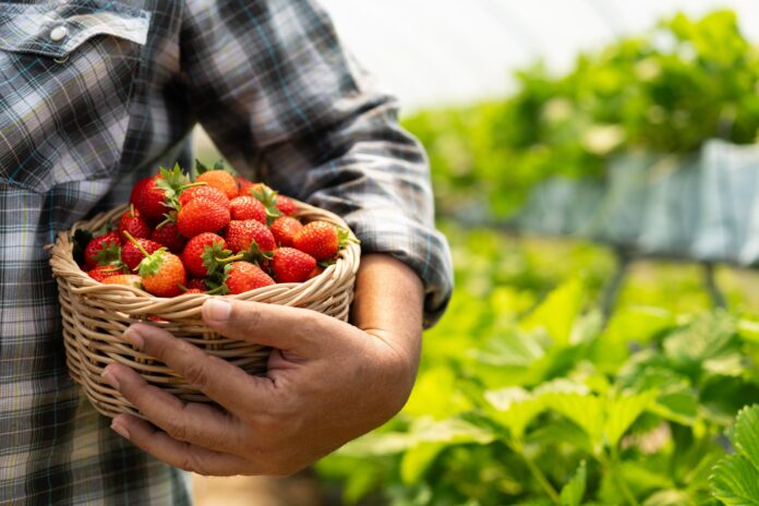 An arm and basket of strawberries.