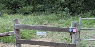The section of fencing where Ms Johnson claims council removed the original barbed wire fencing and installed boards.