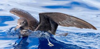 A shearwater on the water.