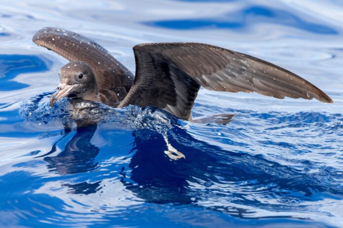 A shearwater on the water.
