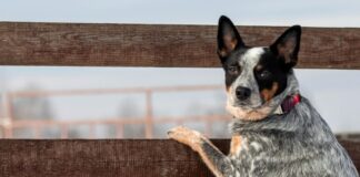 Ashley Robinson is ambivalent about new technology which could see Australian work dogs out to pasture.