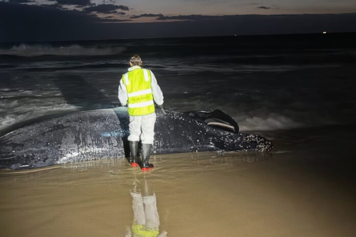 dead whale and council officer on beach