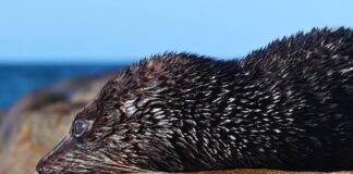 A fur seal lying on the rocks at Coolum.