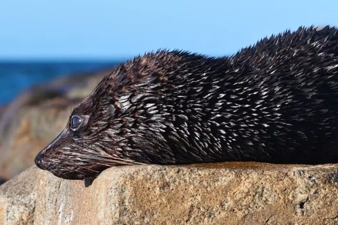 A fur seal lying on the rocks at Coolum.