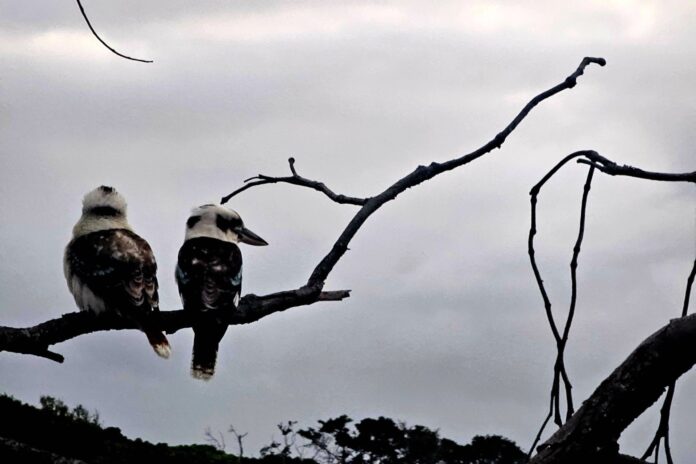 A pair of kookaburras at the spit Mooloolaba