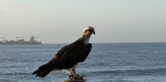 An eastern osprey overlooking the boardwalk at Caloundra
