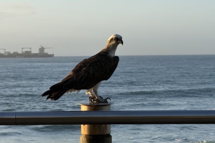 An eastern osprey overlooking the boardwalk at Caloundra