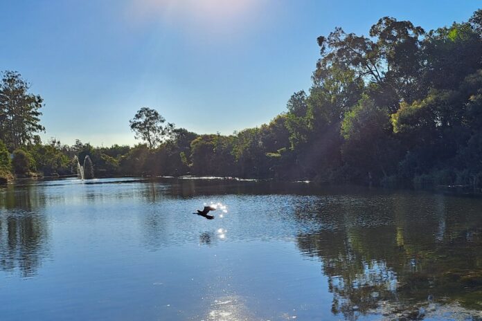A darter flying across the lake at B by Halcyon at Buderim