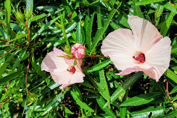 Native hibiscus at Buderim