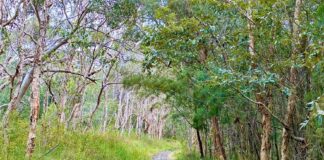 Ben Bennett Bushland Park, Caloundra