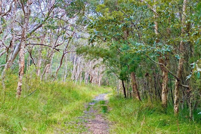 Ben Bennett Bushland Park, Caloundra