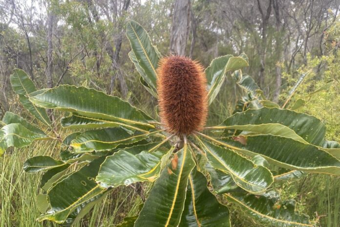 Banksia Mooloolah River National Park