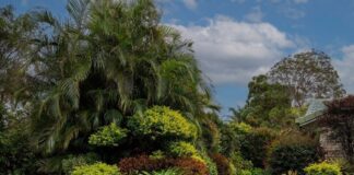 A typical garden, which will be open to the public during the 2026 Buderim Garden Club show.