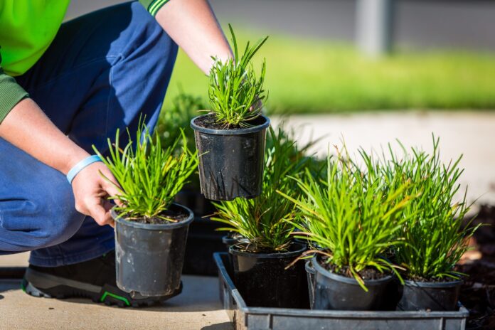 A person's hands holding small pot plants.