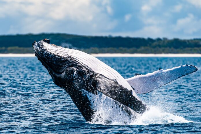 A whale breaching.