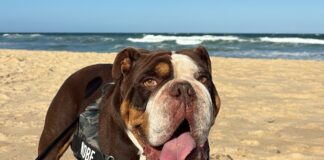 A dog at a Sunshine Coast beach.