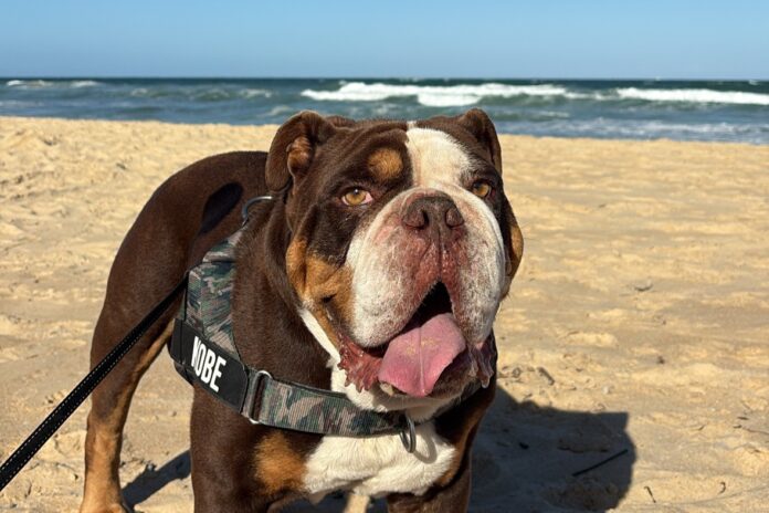 A dog at a Sunshine Coast beach.