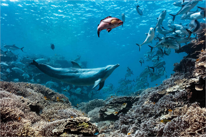A dolphin chasing a fish.