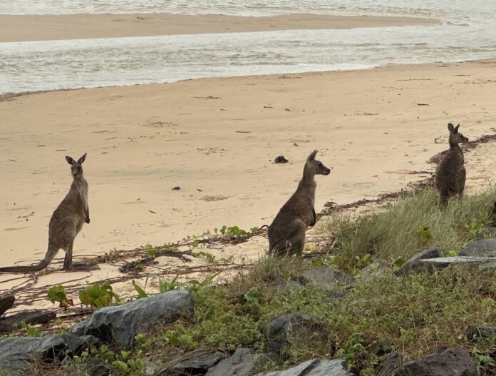 a mob of kangaroos at Happy Valley