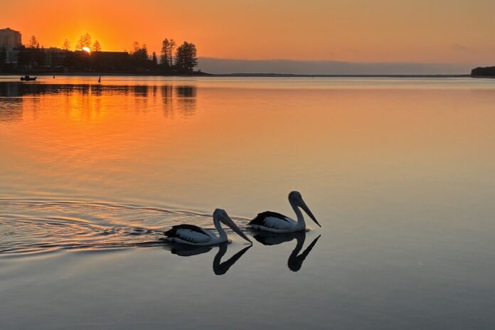 Pelicans at Golden Beach