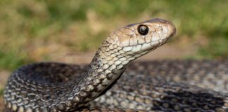 Close up image of an eastern brown snake
