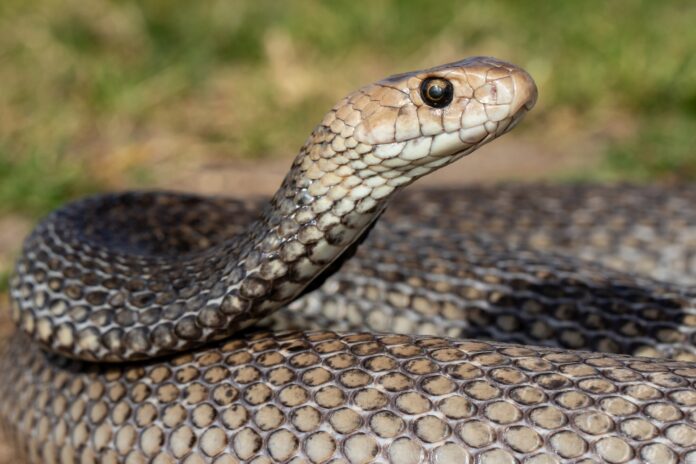 Close up image of an eastern brown snake