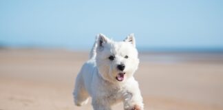 A white terrier running on a beach.