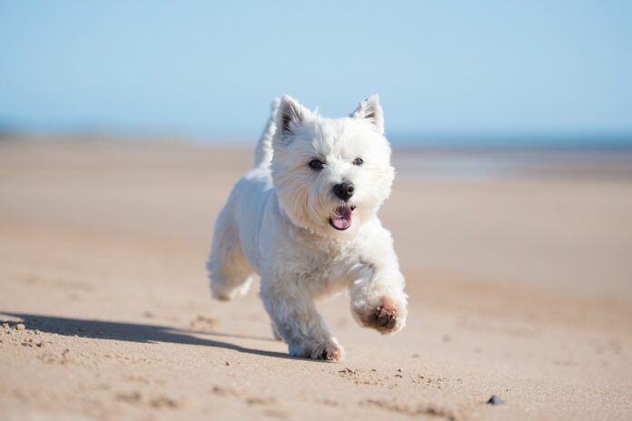 A white terrier running on a beach.