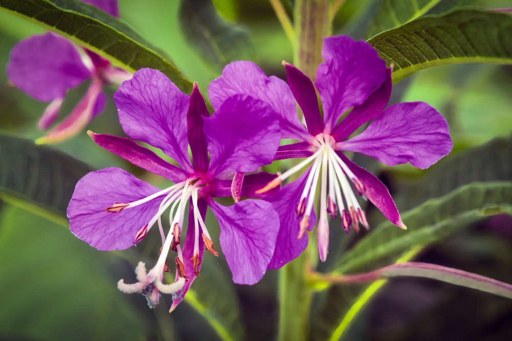 fireweed