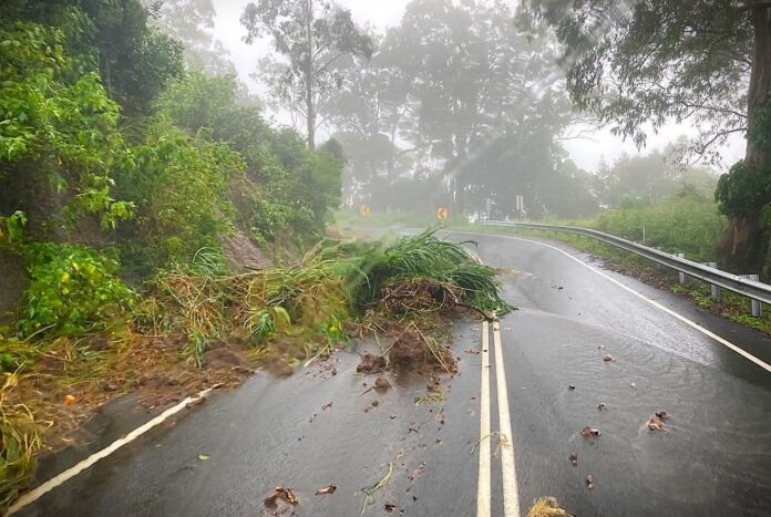 green tree branches across a wet road