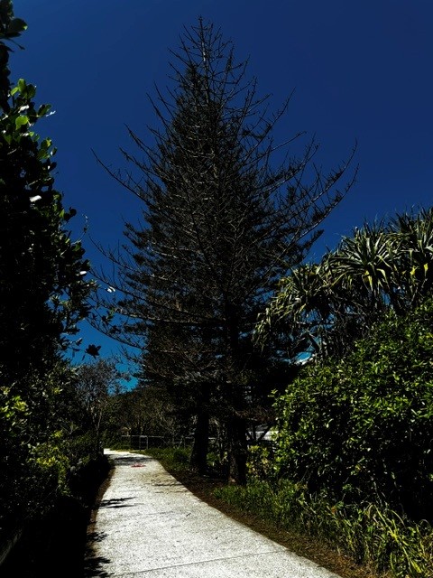 A towering Norfolk pine with brown and damaged foliage at Dicky Beach.