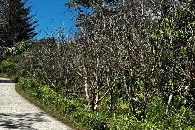 Trees with brown, dying foliage along the coastal pathway at Dicky Beach.