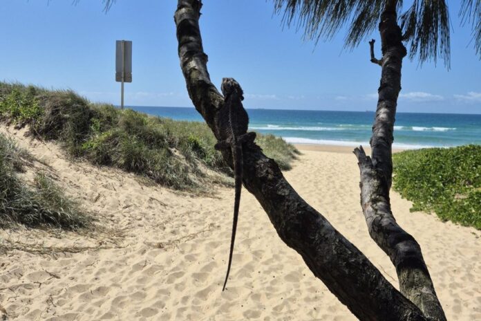 Lizard in a tree at Warana Beach