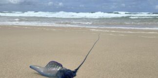 Bluebottle at Sunshine Beach