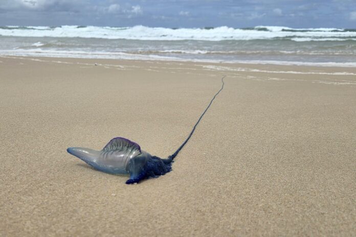 Bluebottle at Sunshine Beach