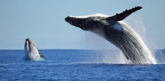 Whale breaching off Sunshine Coast