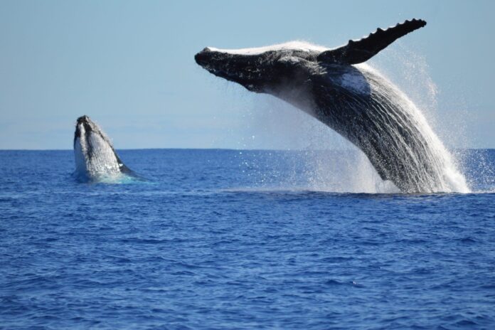 Whale breaching off Sunshine Coast